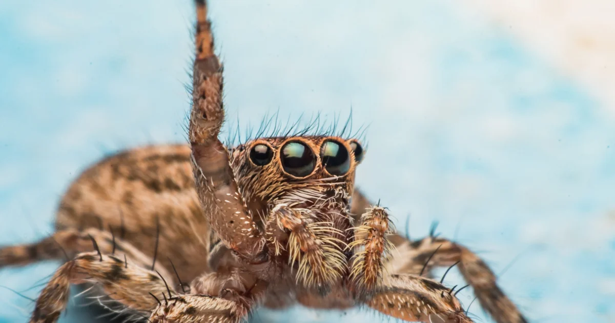 Spider identification - professional guide for Texas homeowners